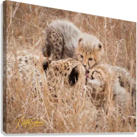 Giclée Stretched Canvas Print